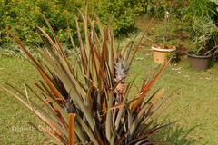 Ananas bracteatus